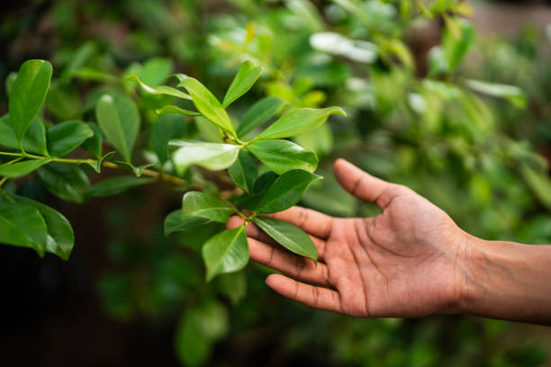 Best Tree and Shrub Care  in Leonard, TX